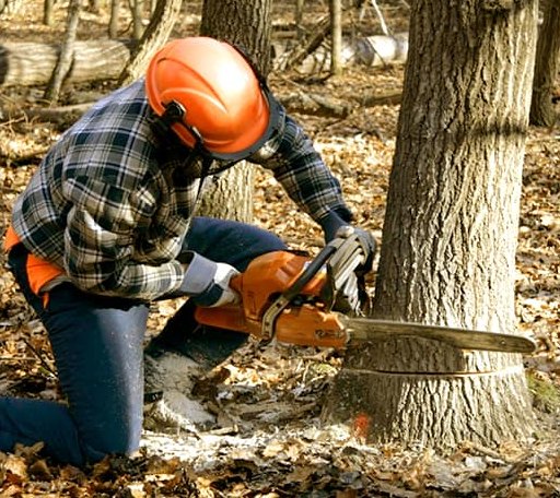 Tree Removal in North Star, OH